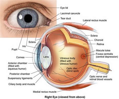 human eye anatomy parts   eye  structure   human eye