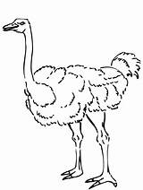 Ostrich Avestruz Struisvogel Curioso Kleurplaat Nieuwsgierige Categorieën Ostriches sketch template