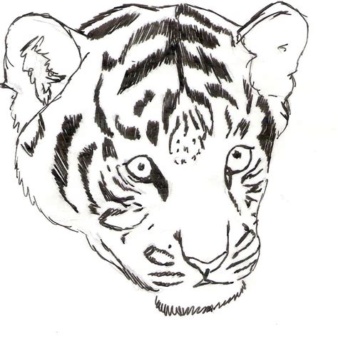 tiger cub drawing  getdrawings