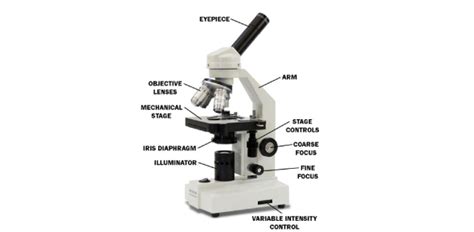microscope parts quiz test  understanding   anatomy trivia