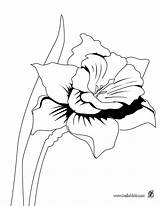 Coloring Pages Orchid Daffodil Flower Colouring Simple Printable Detailed Color Wild Hellokids Adults Adult Print Sheets Google Find Getcolorings Choose sketch template