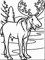 Moose Face Drawing Paintingvalley Coloring Pages sketch template