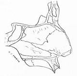 Vomer Anatomy Nasal Blood Tissues Embryology Quadrangular Cartilage sketch template