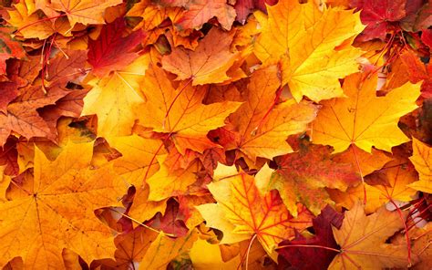 fall leaves wallpapers wallpaper cave