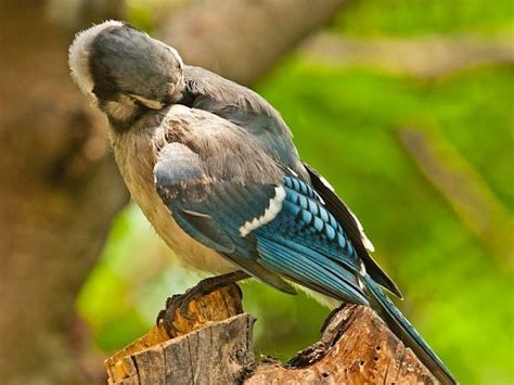 sleeping bluejay blue jay brother wildlife hobby precious birds