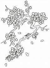 Cherry Blossom Coloring Tree Drawing Flower Japanese Tattoo Pages Blossoms Flowers Drawings Trees Sketch Outline Printable Step Sketches Tattoos Color sketch template