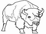 Coloring Carabao Bison Pages Male Getcolorings Kids Printable sketch template