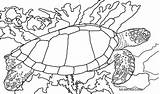 Loggerhead Leatherback Outlines Draw sketch template