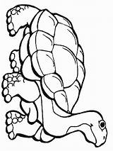 Coloring Pages Rainforest Reptile Animals Kids Reptiles Snake Printable Flowers Animal Color Colouring Print Amphibians Drawing Clipartmag Getcolorings Getdrawings Choose sketch template