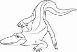 Coloring Alligator Albino Baby Coloringpages101 Pages sketch template
