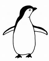 Penguin Clipart Penguins Clip Drawing Silhouette Transparent Baby Background Logo Pages Realistic Color Funny Using Enhance Its Logodix Getdrawings Clipartmag sketch template