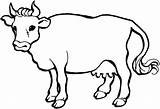 Sapi Mewarnai Lembu Vacas Sketsa Kolase Hewan Vaches Cow Vaca Mewarna Vache Horn Ganado Koleksi Cows Warnaigambartk Bovinos Vacuno Buey sketch template