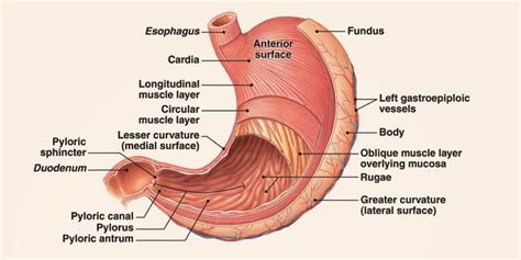 23 Interesting Stomach Facts Function Parts And Diseases