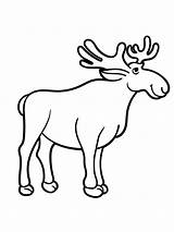 Moose Coloring Pages Animals Printable sketch template
