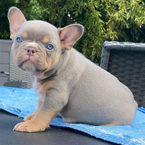 frenchie puppies  mefrench bulldog puppies  sale