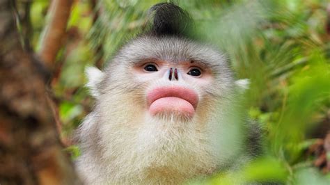 travelogue    endangered yunnan snub nosed monkeys cgtn