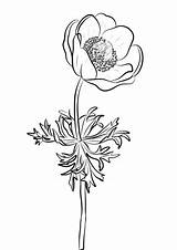 Anemone Flower Coloring Drawing Pages Printable Dot Categories Coloringbay Colorings Getdrawings Template sketch template