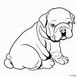 Bulldog Coloring Pages Color Printable sketch template