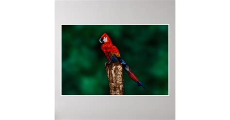 parrot  johannes stoetter poster zazzle