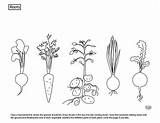 Roots Carrot Colouring Turnip Teacherspayteachers sketch template