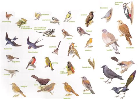 zoekkaart vogels leuk om te doen met kinderen natuur vogels dieren