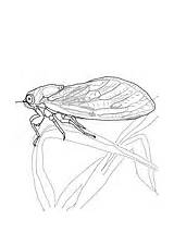 Cicada Coloring Pages sketch template