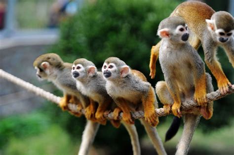 zoo monkeys beat  burglar leave   multiple injuries  prison sentence