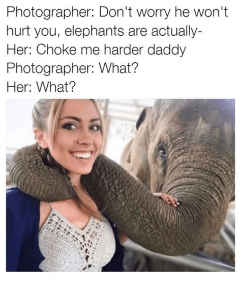 Photographer Don T Worry He Won T Hurt You Elephants Are