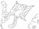 Squirrel Flying Coloring Pages Cute Printable Drawing Kids Animals Categories Squirrels sketch template