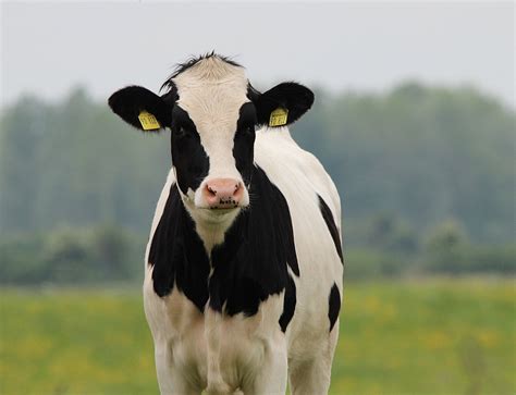 la leche de vaca en origen sube  cts en cinco anos asaja salamanca