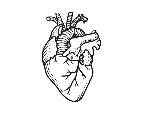 human heart  outline illustration organ anatomy   human  white background  minimal