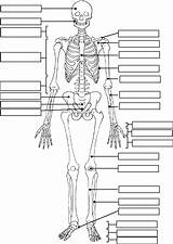 Anatomy Coloring Physiology Pages Human Printable Getcolorings Colori sketch template