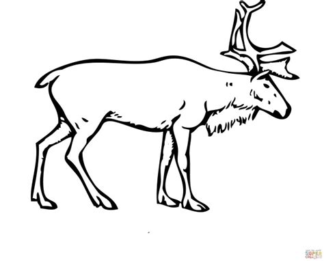 wonderful image  deer coloring page davemelillocom