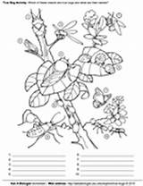 Coloring Asu Bugs True Pages Askabiologist Sparky Activity Biologist Ask Worksheet Template Worksheets sketch template