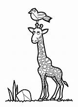 Giraffe Coloring Pages Printable Drawing Sheets Kids Clipart Baby Children Colouring Bird Animal Drawings Color Print Giraffes Cartoon Clip Whiote sketch template