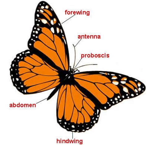 butterflies  moths facts