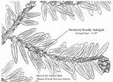 Cypress Bald Hemlock Adelgid Woolly sketch template