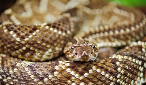 rattlesnakes facts venom habitat information