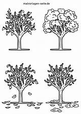 Jahreszeiten Baum Malvorlage Vier Ausmalbilder Malvorlagen Kinder Seizoenen Bäume Frühling Pixabay Arbeitsblatt Pflanzen Kostenlose Zahlen sketch template