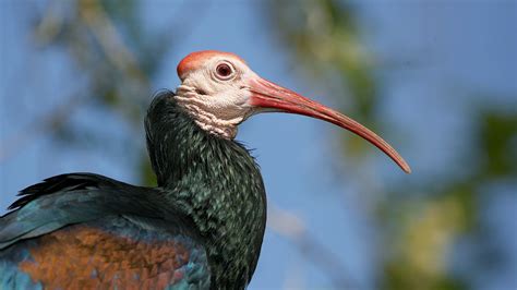 ibis san diego zoo animals plants