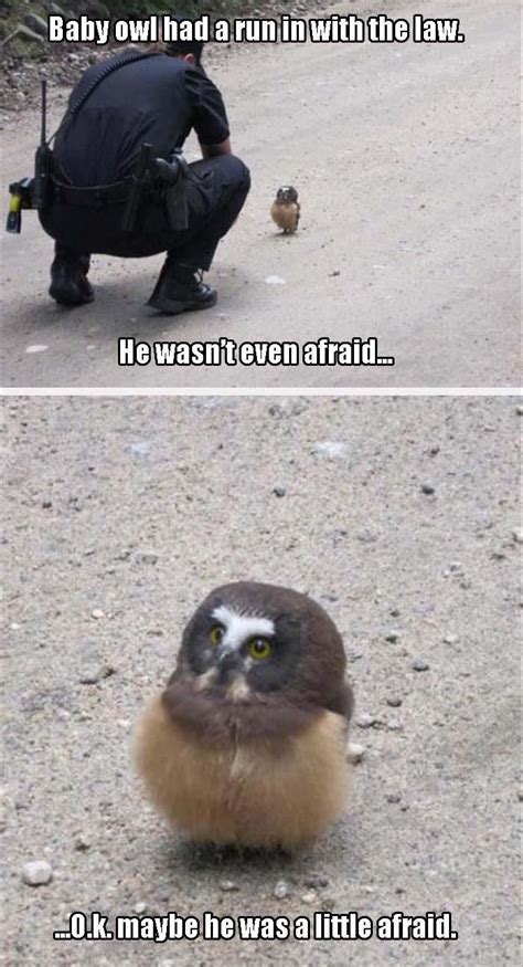 animal pictures   top  funny animal pictures  jokes
