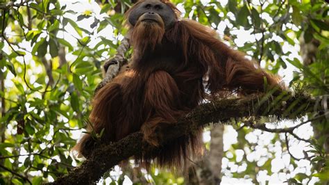orangutan jungle book