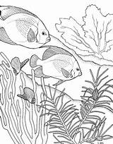 Coral Reef Coloring Pages Drawing Fish Ocean Color Adult Great Kids Drawings Printable Colouring Outline Reefs Simple Sea Books Underwater sketch template