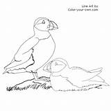 Coloring Puffin Puffins Pages Color Drawings Colouring Own Line Kids Bird Index 44kb 500px Easy sketch template