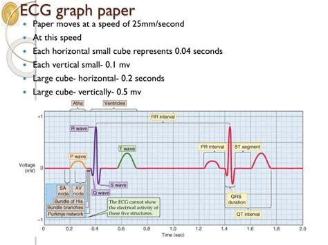 On Ecg Graph Paper The Vertical Axis Measures Free Printable Paper