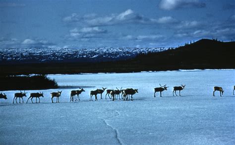arctic national wildlife refuge experts