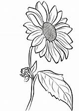 Sunflower Girasol Stencil Sonnenblume Blumen Malvorlagen Sonnenblumen sketch template
