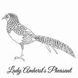 Fagiano Amherst Pheasant Illustrazioni Coloritura Signora Uccello sketch template