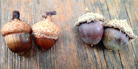 acorns  oaks   naturalist