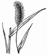Foxtail Drawing Plants Grasses Usda Bristly Attaches Rev Hitchcock Stem Nrcs Database Leaf Showing Green sketch template